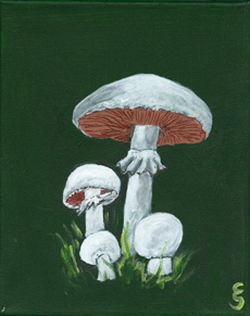 Agaricus