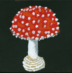 Amanita muscaria