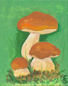 Boletus edulus