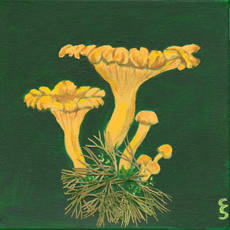 Chanterelle