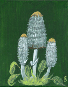 Coprinus conatus