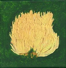 Coral mushrooms