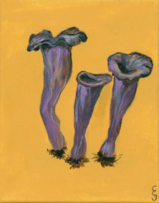 Craterellus cornucopoides