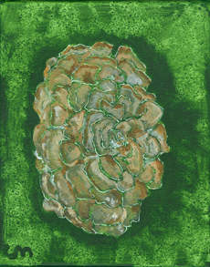Grifola