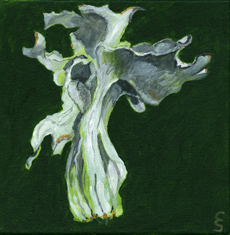 Helvella crispa