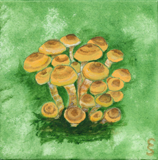 Honey mushrooms