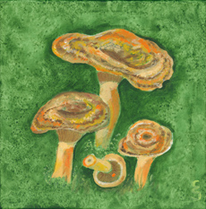 Lactarius deliciosus