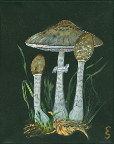Lepiota procera