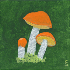edcap Bolete