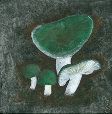 Russula subgraminicola