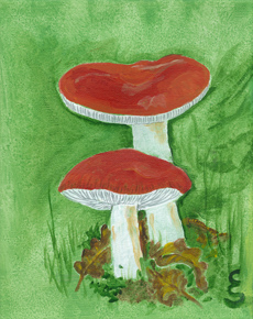 Russula sylvatica