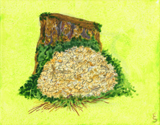 Sparassis crispa