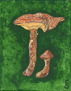 Suillus pictus